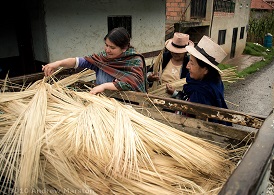 Plant used to make Quality Panama Hats